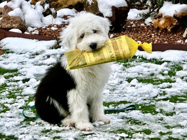 /Images/uploads/The Santa Fe New Mexican/santafepetcontest/entries/34006thumb.jpg